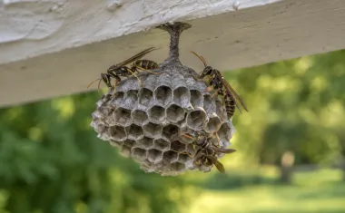 A small gray paper wasp nest with open hexagonal cells hanging by a short stalk under a white eave, with three paper wasps on the comb.