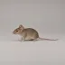 Mice