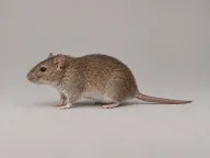 Rats