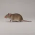 Rats