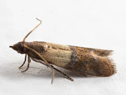 An Indian meal moth at rest, its folded wings pale gray near the head and coppery brown toward the tips