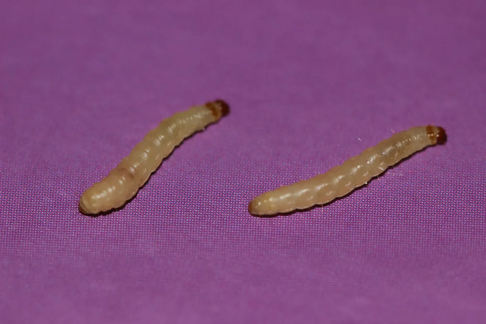 Two pale, cream-colored Indian meal moth caterpillars with brown heads on a purple cloth