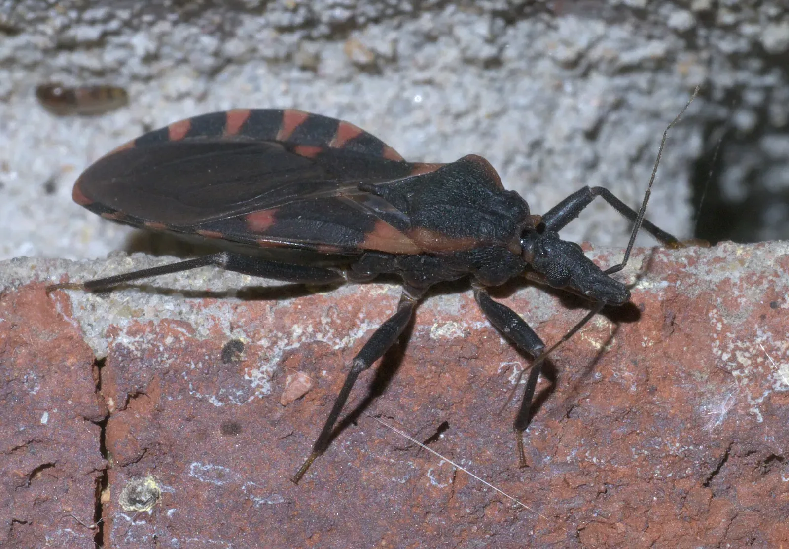 A black kissing bug with orange-red edge markings on a red brick wall