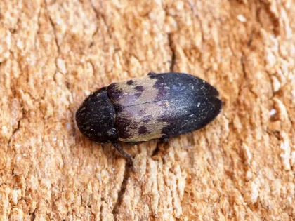 A dark larder beetle with a pale tan band across its back on a wooden surface