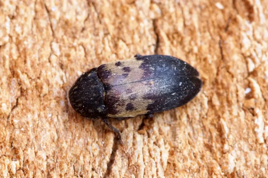 A dark larder beetle with a pale tan band across its back on a wooden surface