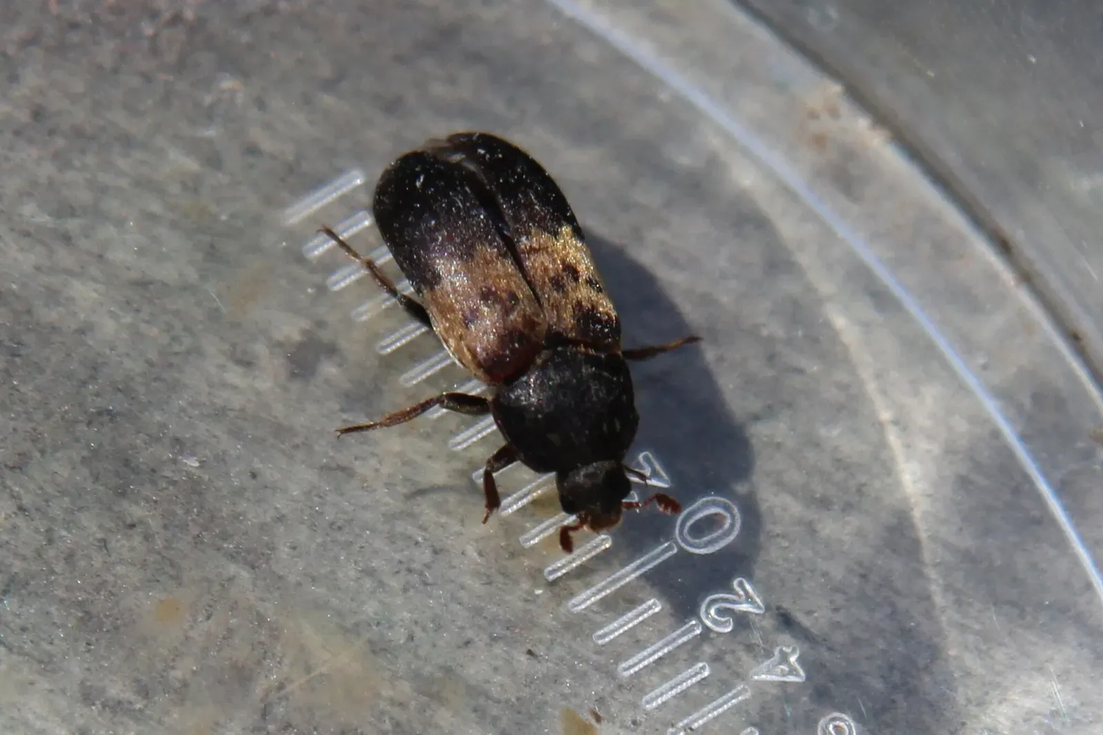 A larder beetle on a clear dish next to a millimeter ruler, about 8 millimeters long