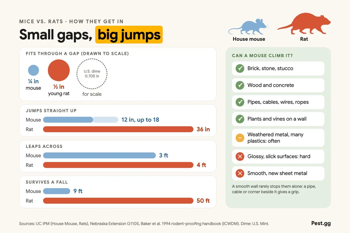 Infographic comparing house mice and rats: a mouse fits through a ¼-inch gap and a young rat through ½ inch, shown beside a dime; mice jump about 12 inches straight up (up to 18) and rats 36 inches; mice leap 3 feet across and rats 4 feet; mice survive a 9-foot fall and rats 50 feet. Mice can climb brick, stone, stucco, wood, concrete, pipes, cables, ropes and vines, often weathered metal and plastics, but not glossy surfaces or smooth new sheet metal