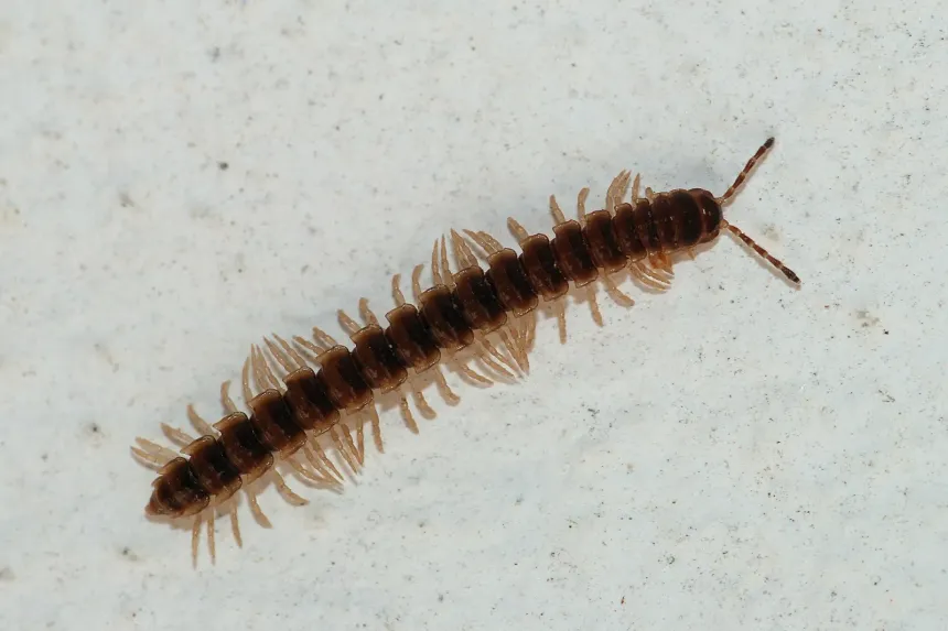 A slender dark brown greenhouse millipede with pale legs on a light surface