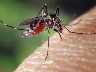 Asian tiger mosquito with white-striped legs feeding on skin