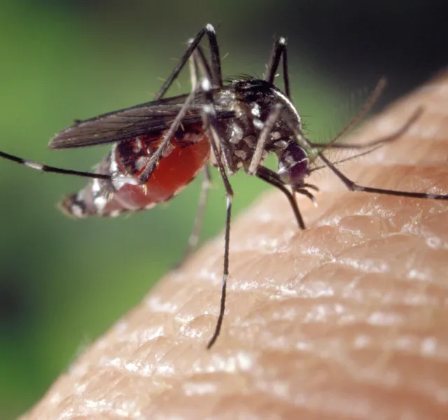 Mosquitoes