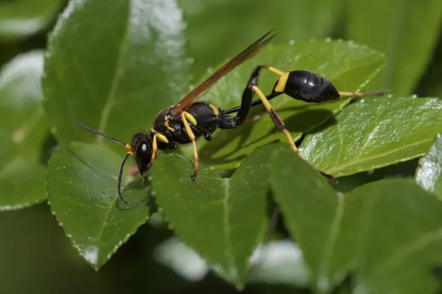 A black and yellow mud dauber wasp with a long, thread-thin waist on green leaves