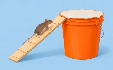 Illustration: five-gallon bucket trap with a ramp leading up to a paper false floor stretched over the opening, a mouse walking up the ramp.