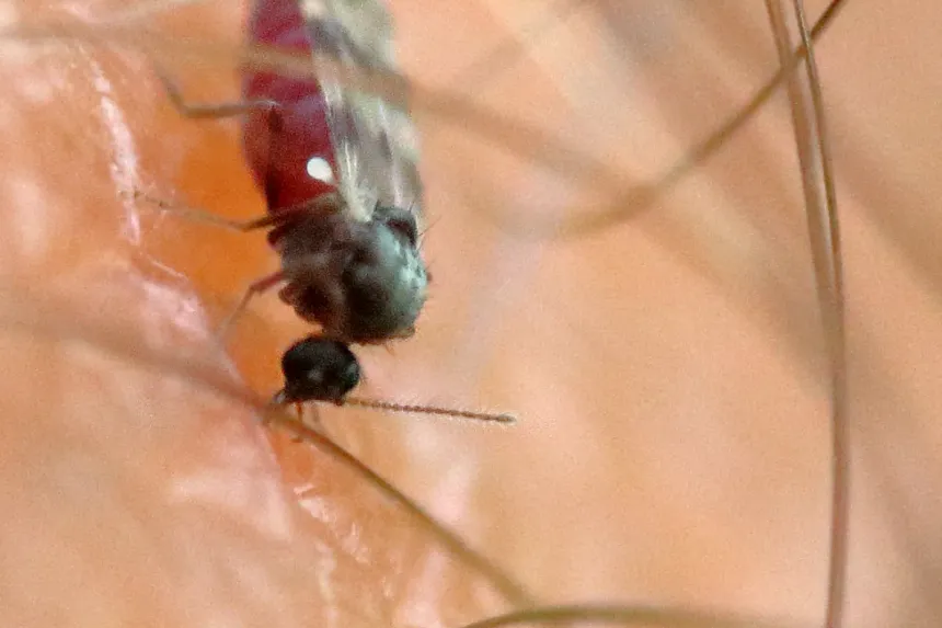 A tiny biting midge with mottled wings feeding on skin among leg hairs