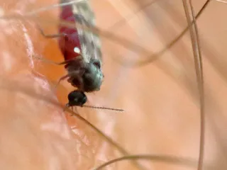 A tiny biting midge with mottled wings feeding on skin among leg hairs