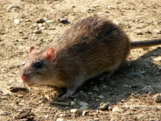 Photo: AnemoneProjectors, CC BY-SA 2.0, via Wikimedia Commons A stocky brown Norway rat with small ears and a thick tail on bare ground