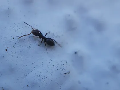 A small dark brown odorous house ant on a pale blue surface