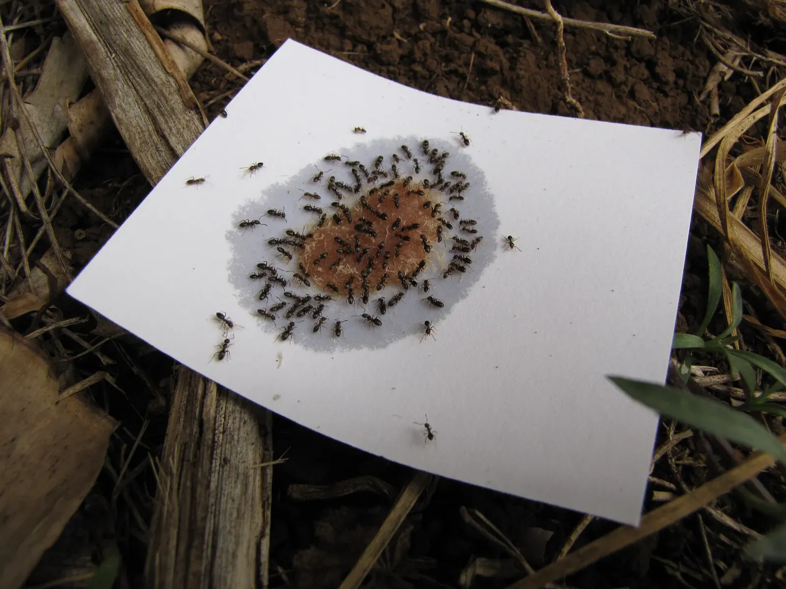 Dozens of small dark odorous house ants crowding around a dab of bait on a white card