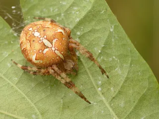 A round orange-brown cross orb weaver spider with white markings on an oak leaf