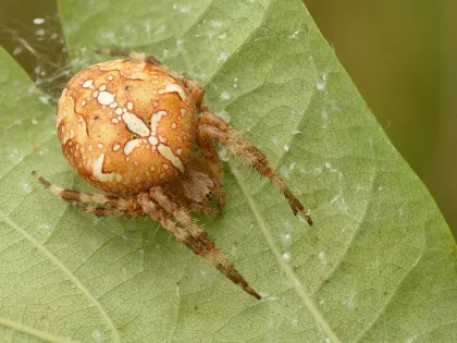 A round orange-brown cross orb weaver spider with white markings on an oak leaf