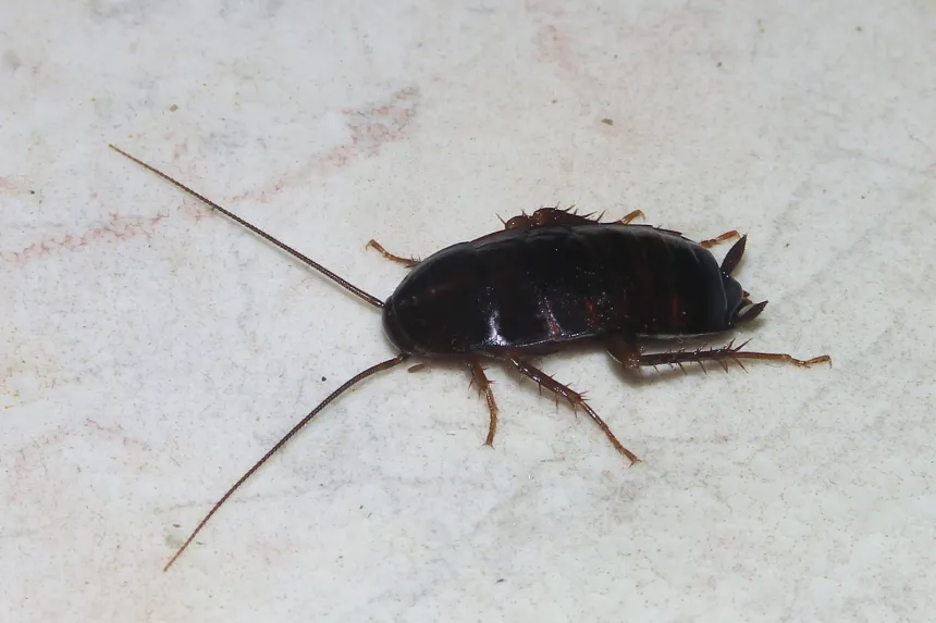 A shiny, nearly black oriental cockroach with short wing pads on a pale stone floor