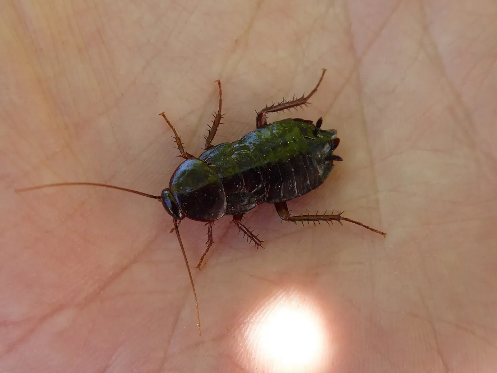 A dark oriental cockroach sitting on the palm of a hand