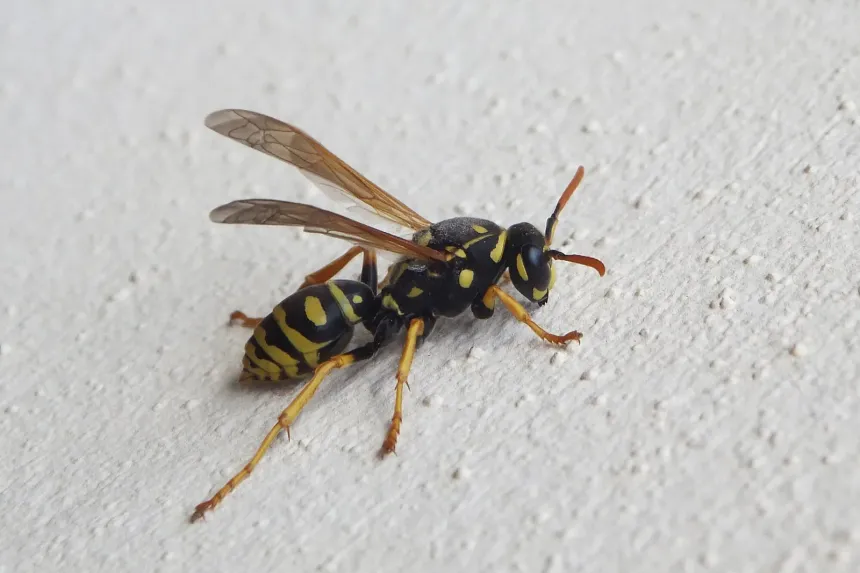 A yellow and black European paper wasp with orange antennae on a pale wall