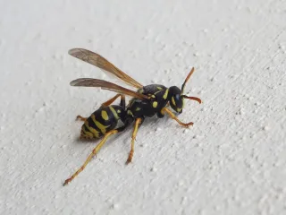 A yellow and black European paper wasp with orange antennae on a pale wall