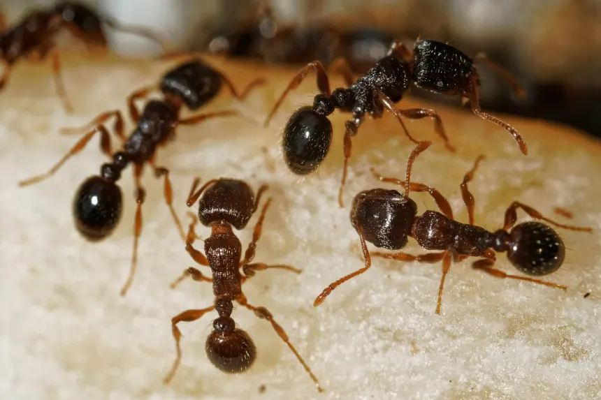 Several small dark brown pavement ants foraging on a pale surface
