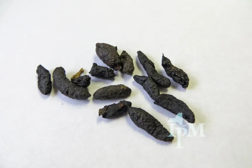 Rodent droppings: dark, rod-shaped pellets on a white surface