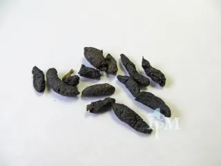 Rodent droppings: dark, rod-shaped pellets on a white surface