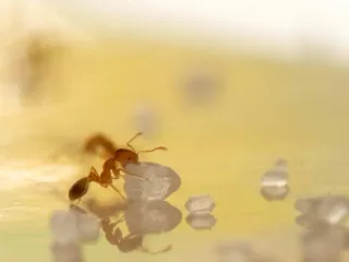 Photo: Julian.szulc, CC BY 3.0, via Wikimedia Commons A tiny pale yellow pharaoh ant holding a single sugar crystal