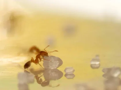 A tiny pale yellow pharaoh ant holding a single sugar crystal