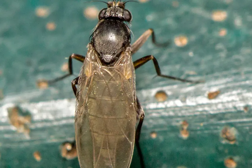 A small humpbacked phorid fly perched on the green lid of a compost bin