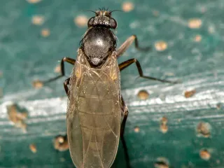 A small humpbacked phorid fly perched on the green lid of a compost bin