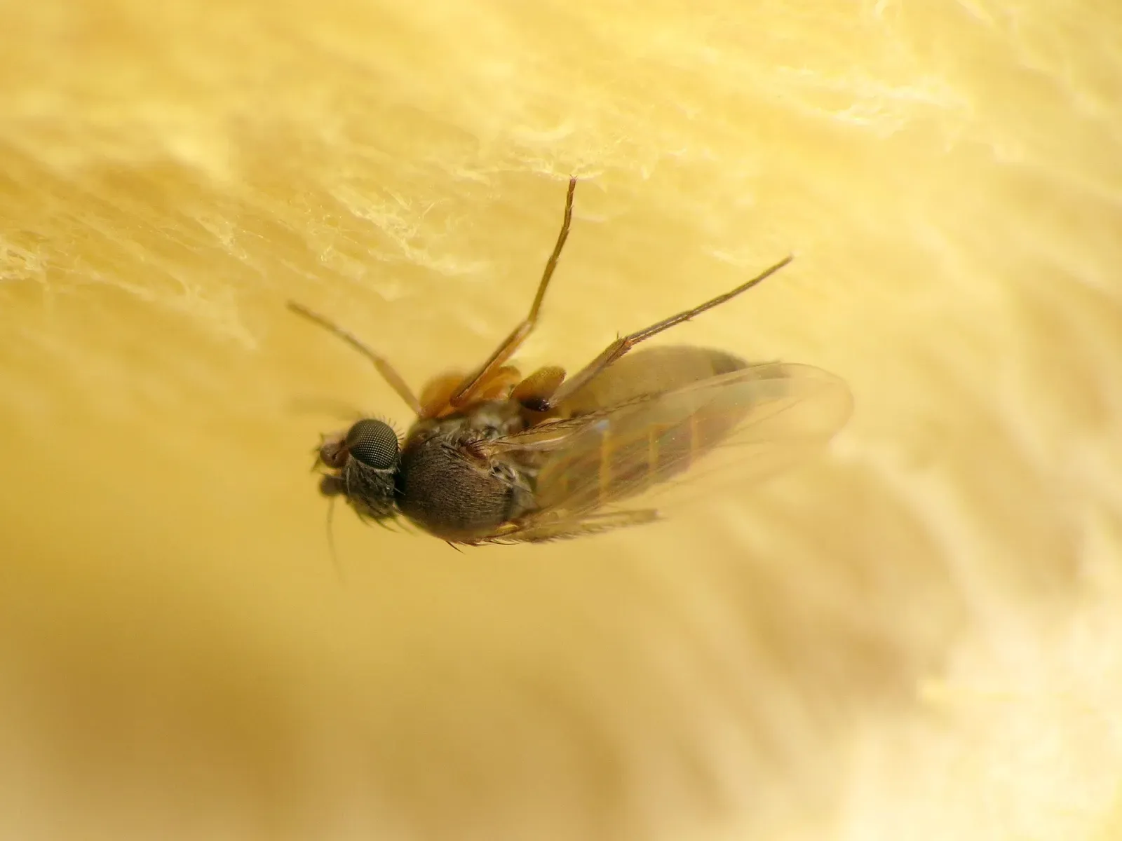 A tiny dark phorid fly on soft, rotting fruit