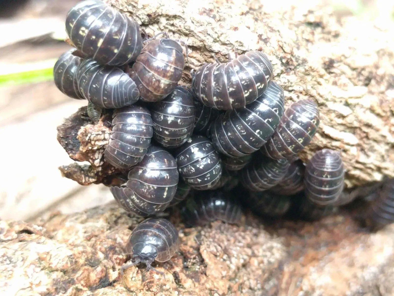 A dozen gray pill bugs clustered together under a piece of bark