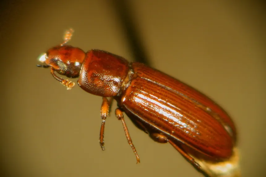 A slim reddish-brown red flour beetle on a dark background