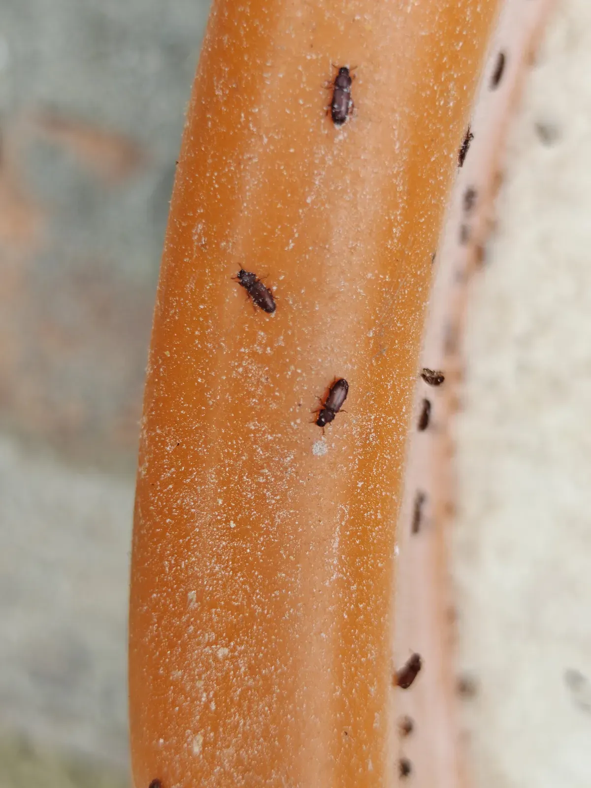 Several tiny reddish-brown flour beetles crawling on the rim of a food container