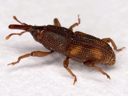 A small dark brown rice weevil with a long snout on a white surface