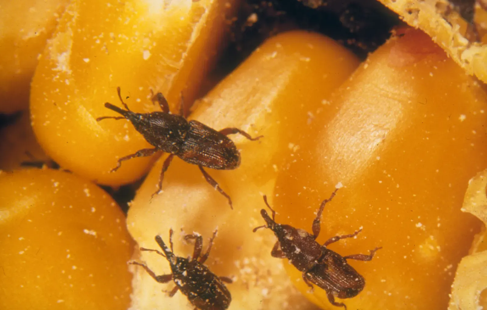 Several small dark weevils crawling over kernels of dried corn
