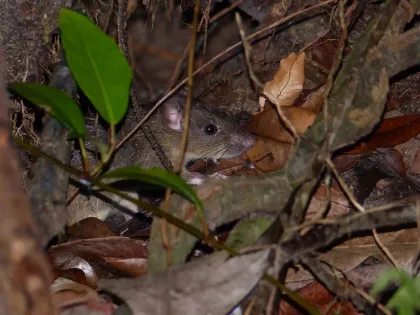 A slim gray-brown roof rat with large ears and dark eyes peering out from leaves