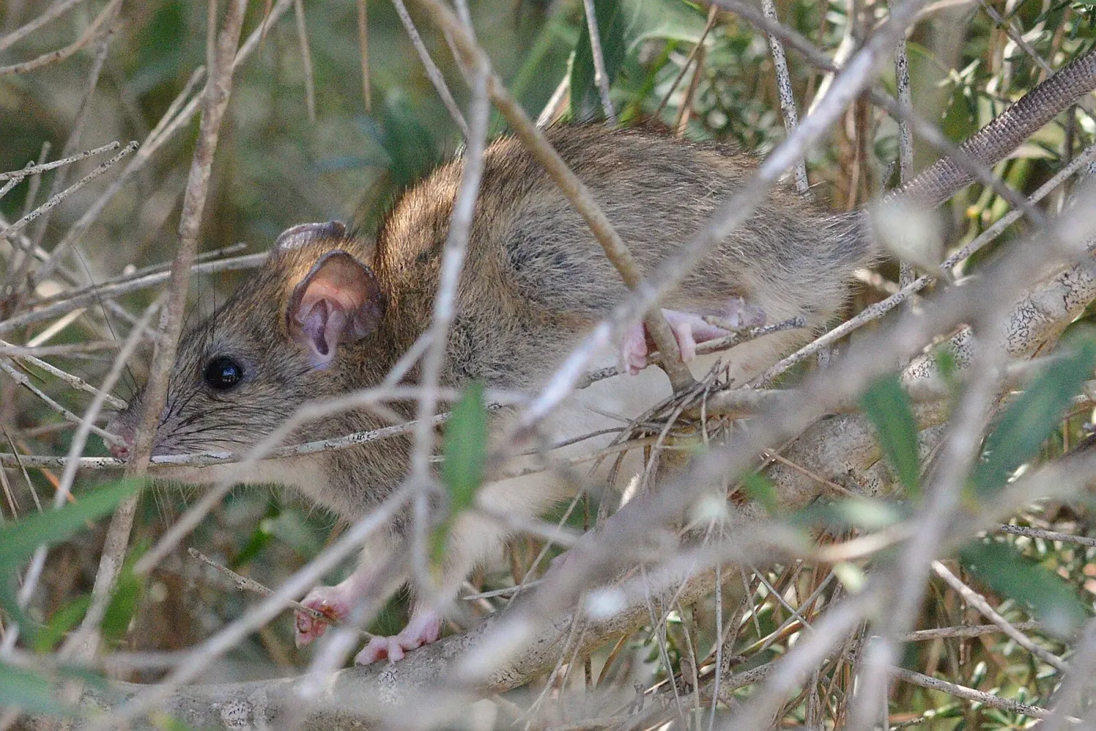 A gray-brown roof rat with big ears climbing through the branches of a shrub