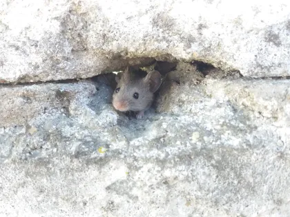 A house mouse peeking out of a gap in a wall