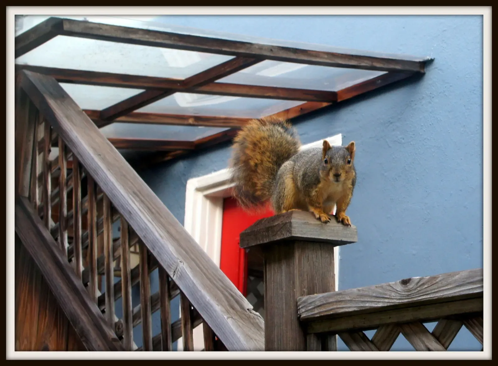 A fox squirrel sitting on a deck post next to a house