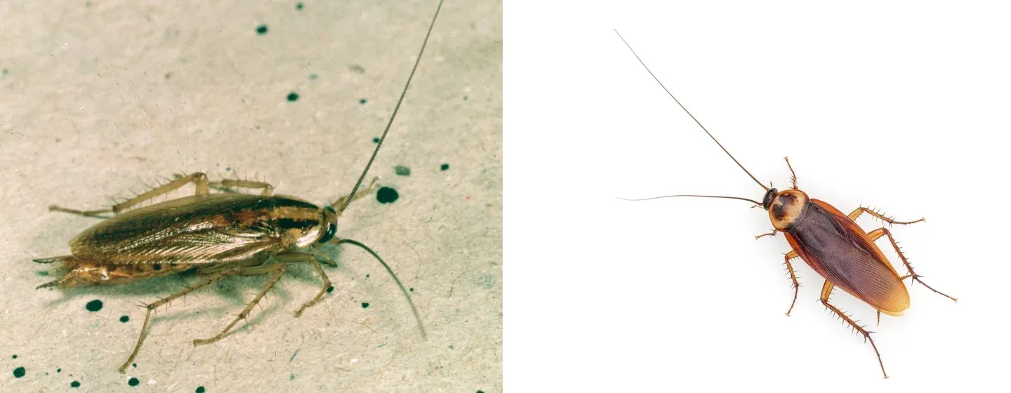 Left: a small light-brown German cockroach with two dark stripes behind its head. Right: a larger reddish-brown American cockroach with a pale band around the shield behind its head