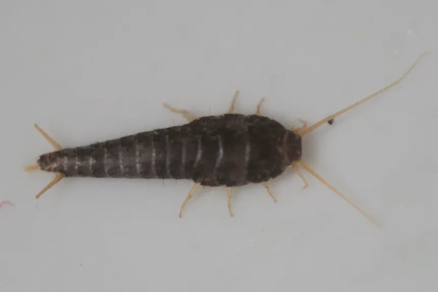 Silverfish with a silvery, carrot-shaped body, three tails and long antennae