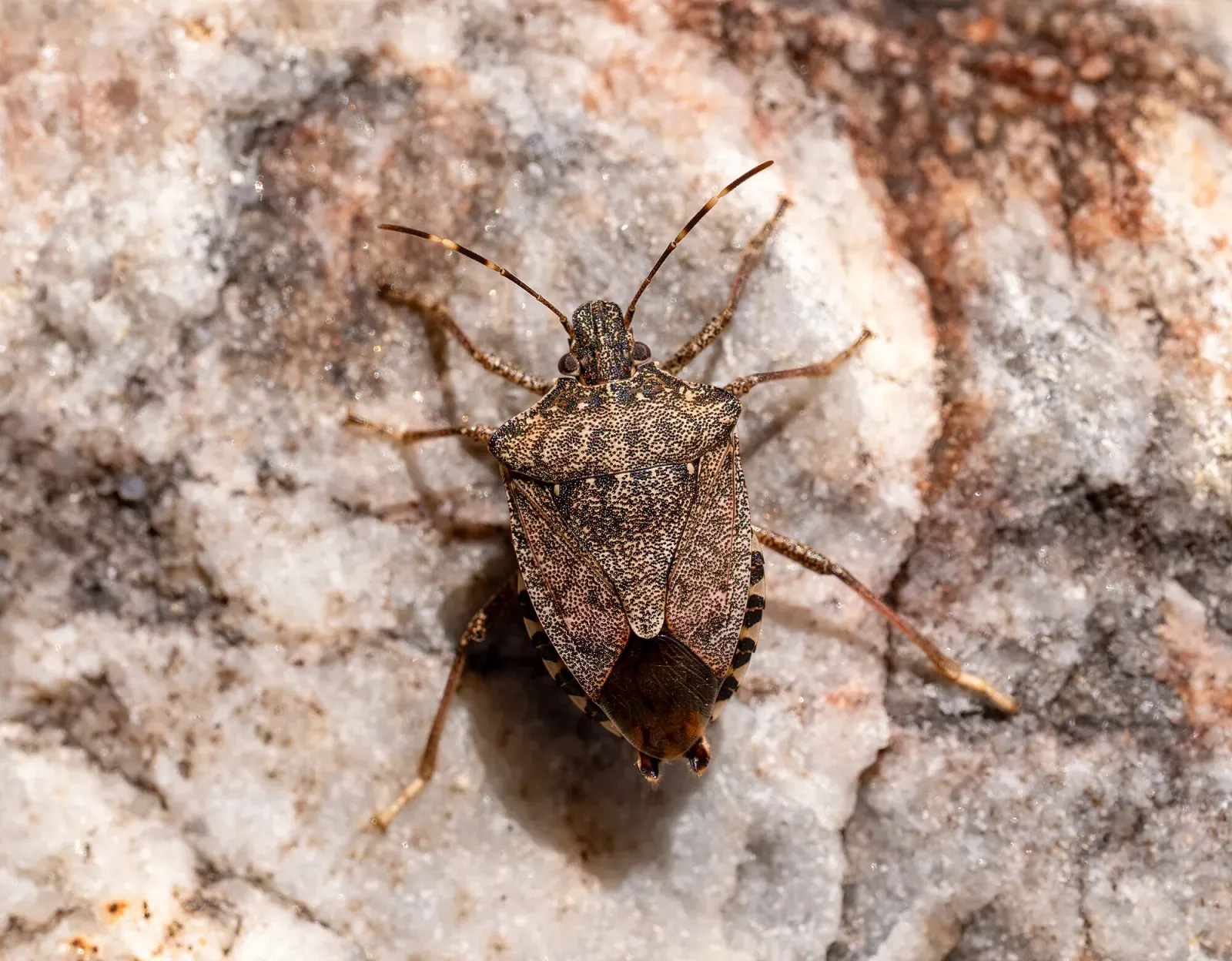 A mottled brown stink bug resting on a gray stone surface