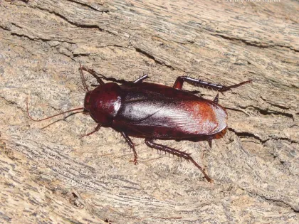A uniformly dark mahogany smokybrown cockroach on a weathered wooden surface