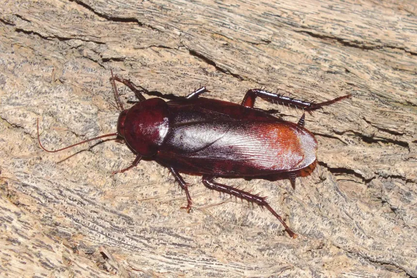 A uniformly dark mahogany smokybrown cockroach on a weathered wooden surface