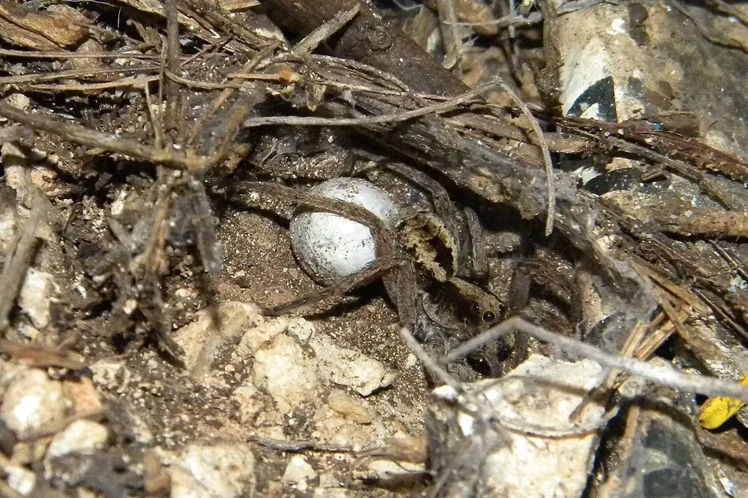 A wolf spider among dry leaves and twigs carrying a round white egg sac under its body